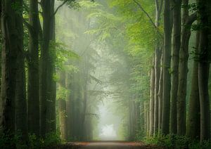 Avenue des arbres Beesd