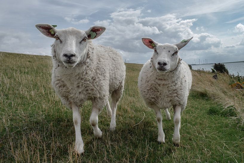 Sheep at the dunes by Kim de Been