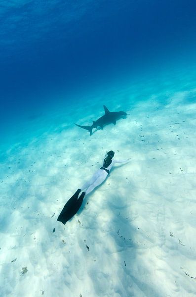 Shark encounter by Joost van Uffelen