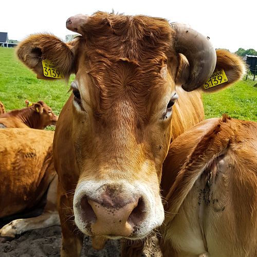 with the greetings of cow 3139