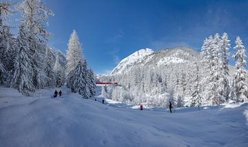 Zwaar besneeuwde bomen,  Val Roseg,  Trein Rhätische Bahn,  wandelaars,  langlauf, Pontresina, Oberengadin, Zwitserland van Rene van der Meer