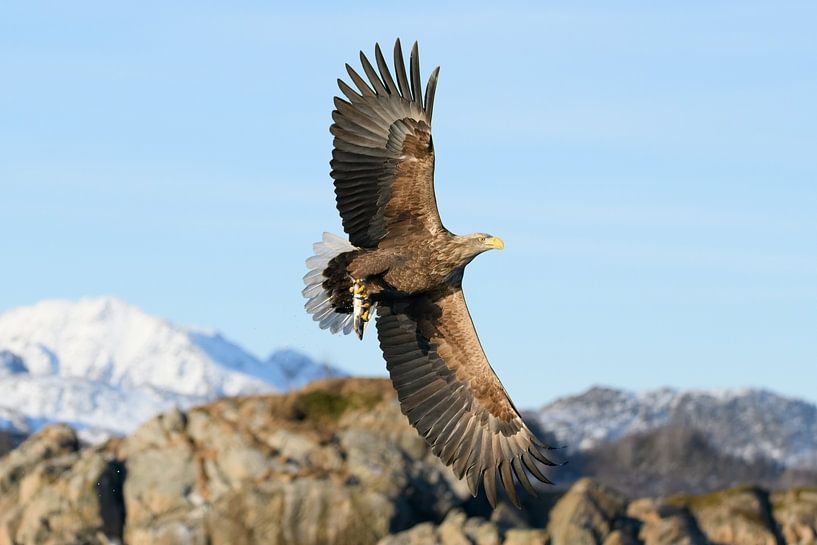 Zeearend vangt een vis van Sjoerd van der Wal Fotografie