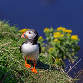 Papageitaucher (Fratercula arctica)