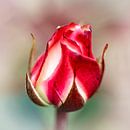 Rote und weiße Rose von Rob Boon Miniaturansicht