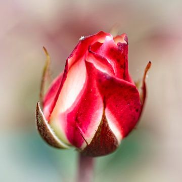 Rose rouge et blanche sur Rob Boon