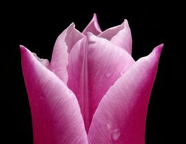Pink Tulip (Pink Tulip on black) by Caroline Lichthart