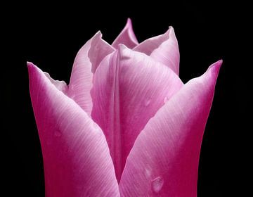 Pink Tulip (Roze Tulp op zwart) van Caroline Lichthart