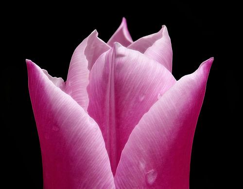 Pink Tulip (Roze Tulp op zwart)