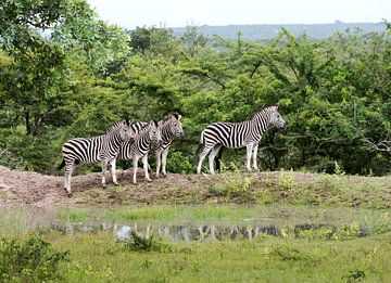 group of zebras 