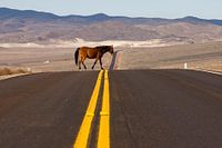 Wild Paard in Nevada VS. Vrijheid steekt over 