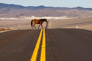Cheval sauvage au Nevada US. La liberté passe de l'autre côté  sur Dirk Huijssoon
