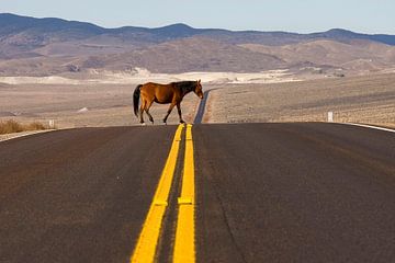 Wild Paard in Nevada VS. Vrijheid steekt over  van Dirk Huijssoon