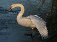 Gracefulness