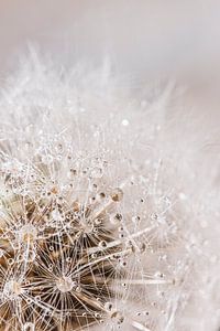 Tautropfen auf einer Pusteblume