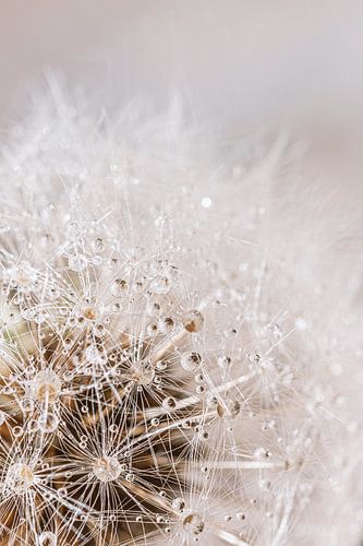 Tautropfen auf einer Pusteblume