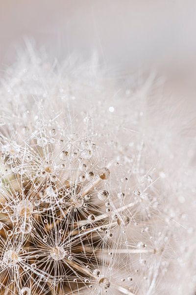 Dauwdruppels op een paardenbloem van Thomas Heitz