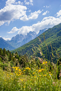 Kaisertal mit Blumenwiese und Ellmauer Halt,  Kaisergebirge, Tir
