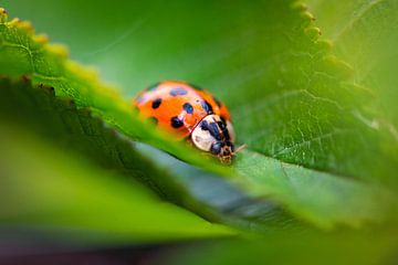 Ladybug by Evy De Wit