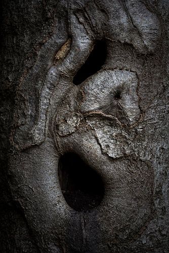 Bomen in het Sprielder en Speulderbos Veluwe