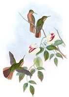 Rufous-Breast-Sabre-Flügel, John Gould