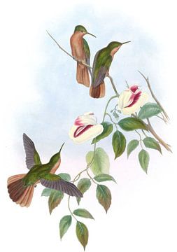 Rufous-breasted Sabre-Wing, John Gould van Hummingbirds