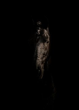Portret fine art Fries paard