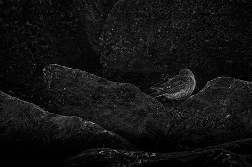 zwart wit strandlopertje