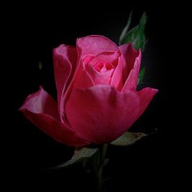 Roze Roos van Fowler Fotografie