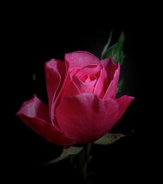 Roze Roos van Fowler Fotografie