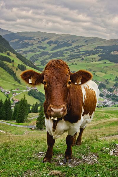 Vache par Markus Ocker