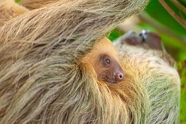 Sanfte Ruhe im Regenwald – Faultier mit Nachwuchs