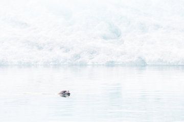 Phoque gris dans le lac Jökulsárlón sur Danny Slijfer Natuurfotografie