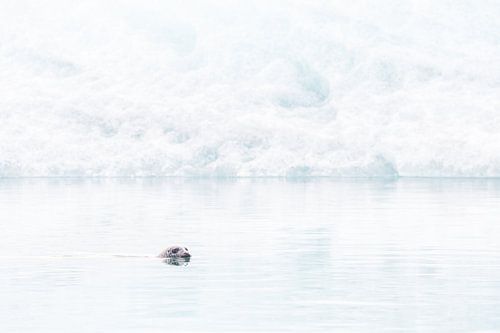 Phoque gris dans le lac Jökulsárlón