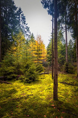 Serene rust in het bos