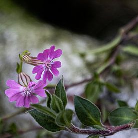 schön lila im Herbst, Tagkuckucksblume von Anna Pors