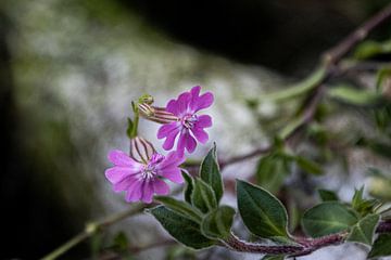 mooi paars in de herfst, dagkoekoeksbloem van Anna Pors