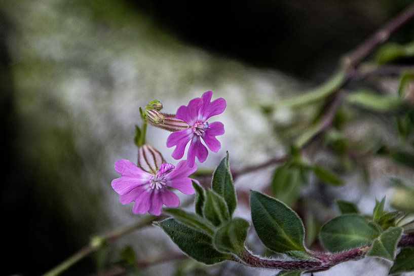 beautiful purple in autumn, day cuckoo flower by Anna Pors