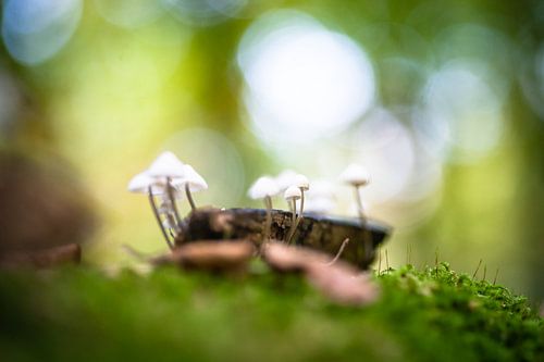 Grooved bonnet toadstool, mushroom. Mycena polygramma. 