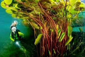 Under the water lilies