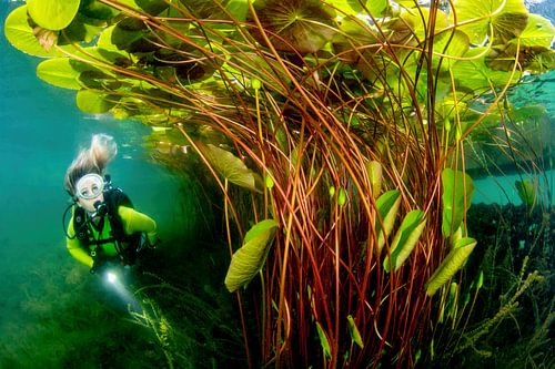 Under the water lilies