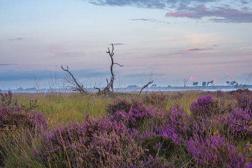 Kalmhoutse Heide