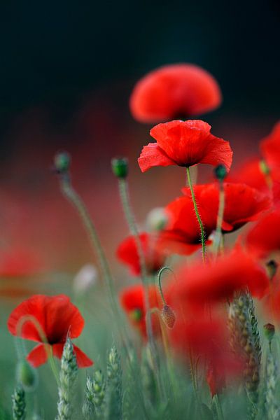Roter Klatschmohn ( Papaver rhoeas ) blüht in einem Feld par wunderbare Erde