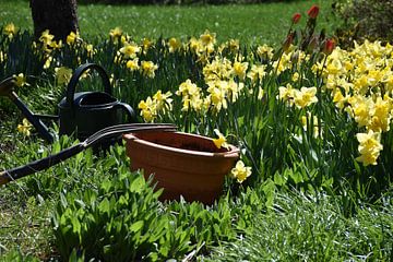 Les premières jonquilles au printemps sur Claude Laprise