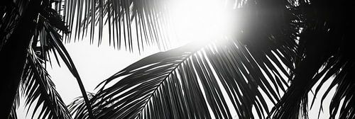 Zonnestralen door palmbladeren