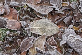 feuilles brunes en hiver avec givre sur M. B. fotografie