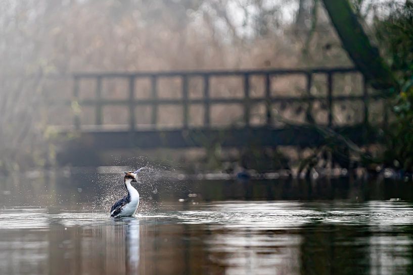grebe by bryan van willigen