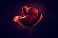 Tulp donkerrood