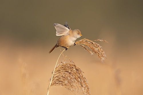 Weiblicher Bartmeisenbärbling sucht Gleichgewicht