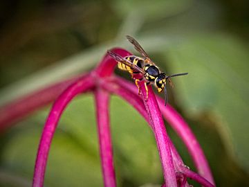 Wasp by Rob Boon