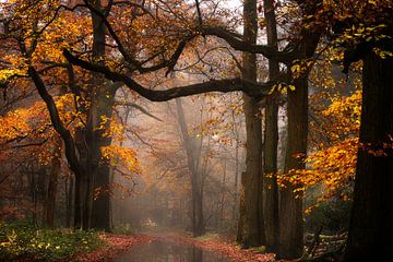 Foggy Autumn van Kees van Dongen